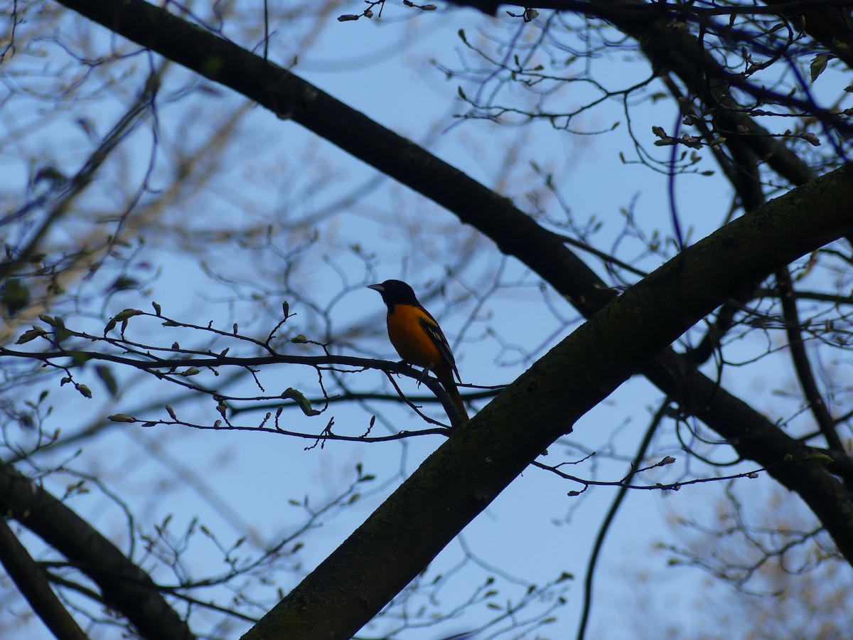 Baltimore Oriole - ML620712637