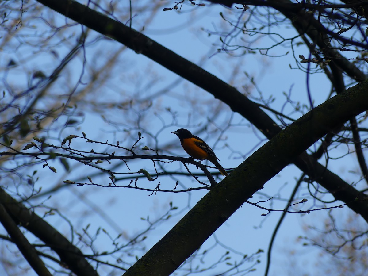 Baltimore Oriole - ML620712638