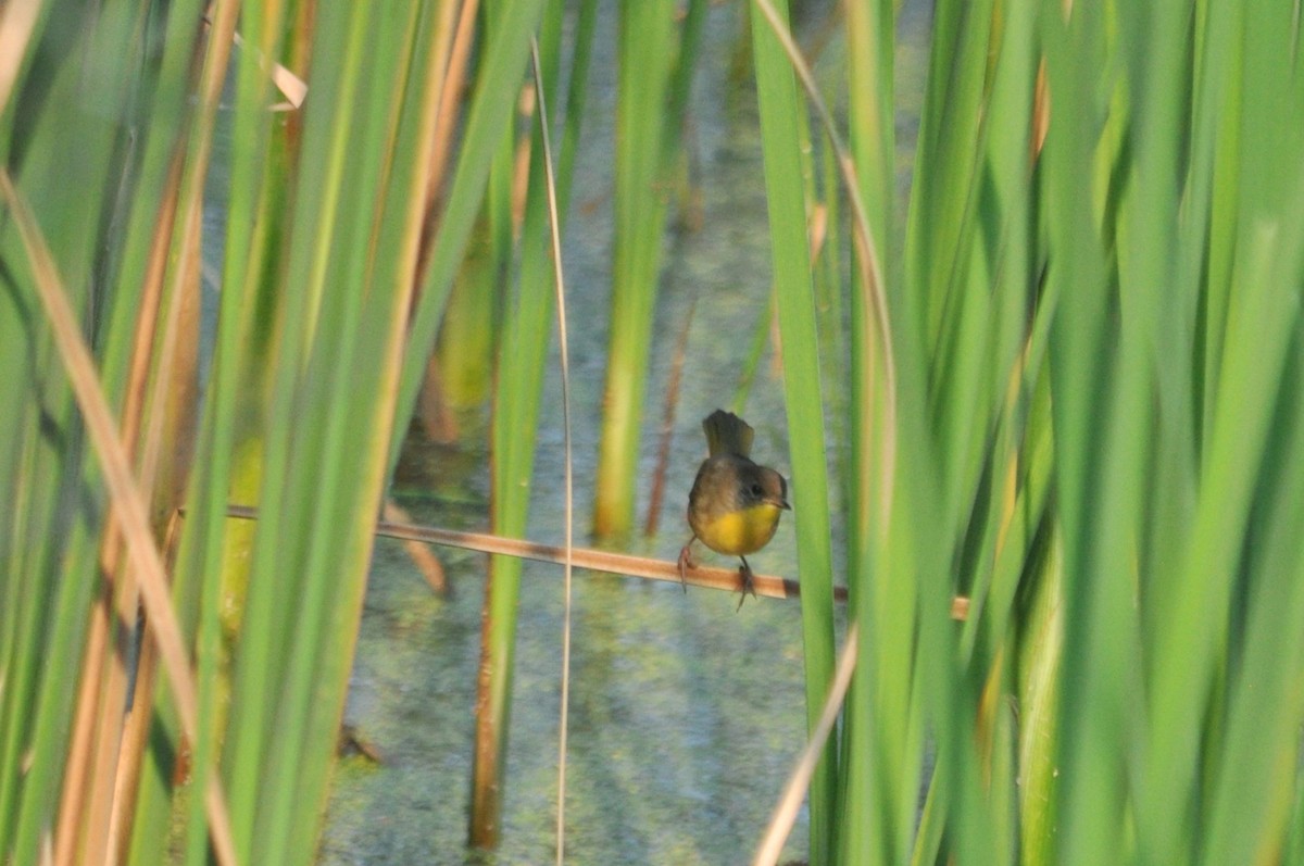 Common Yellowthroat - ML620712639