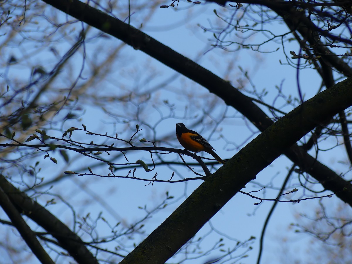 Baltimore Oriole - ML620712640