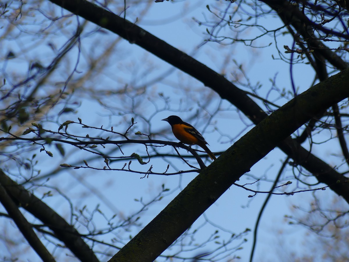 Oriole de Baltimore - ML620712641