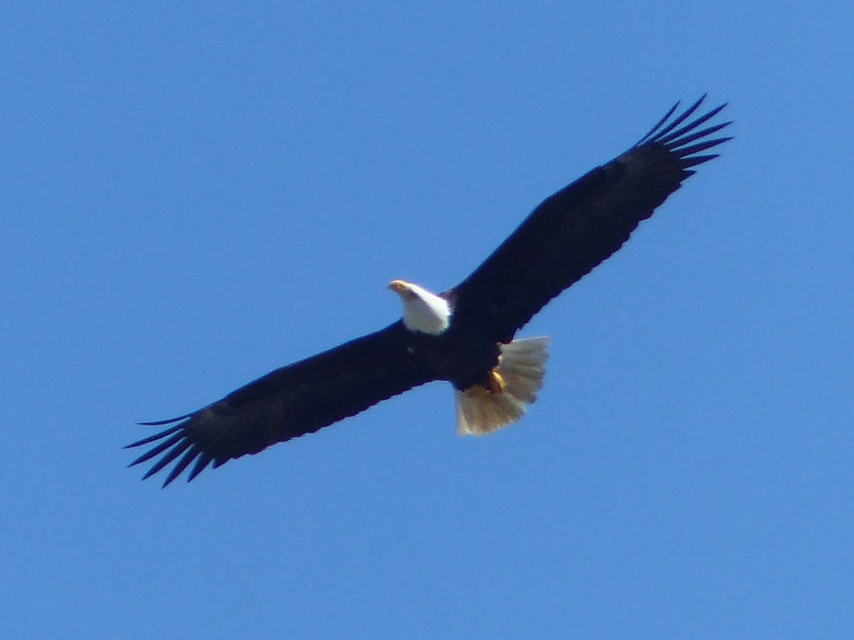 Bald Eagle - ML620712651