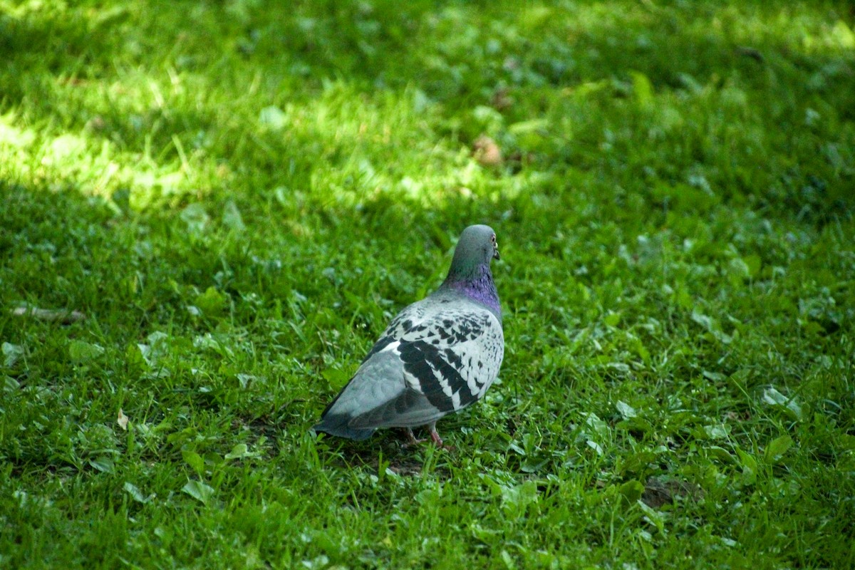 Rock Pigeon (Feral Pigeon) - ML620712652