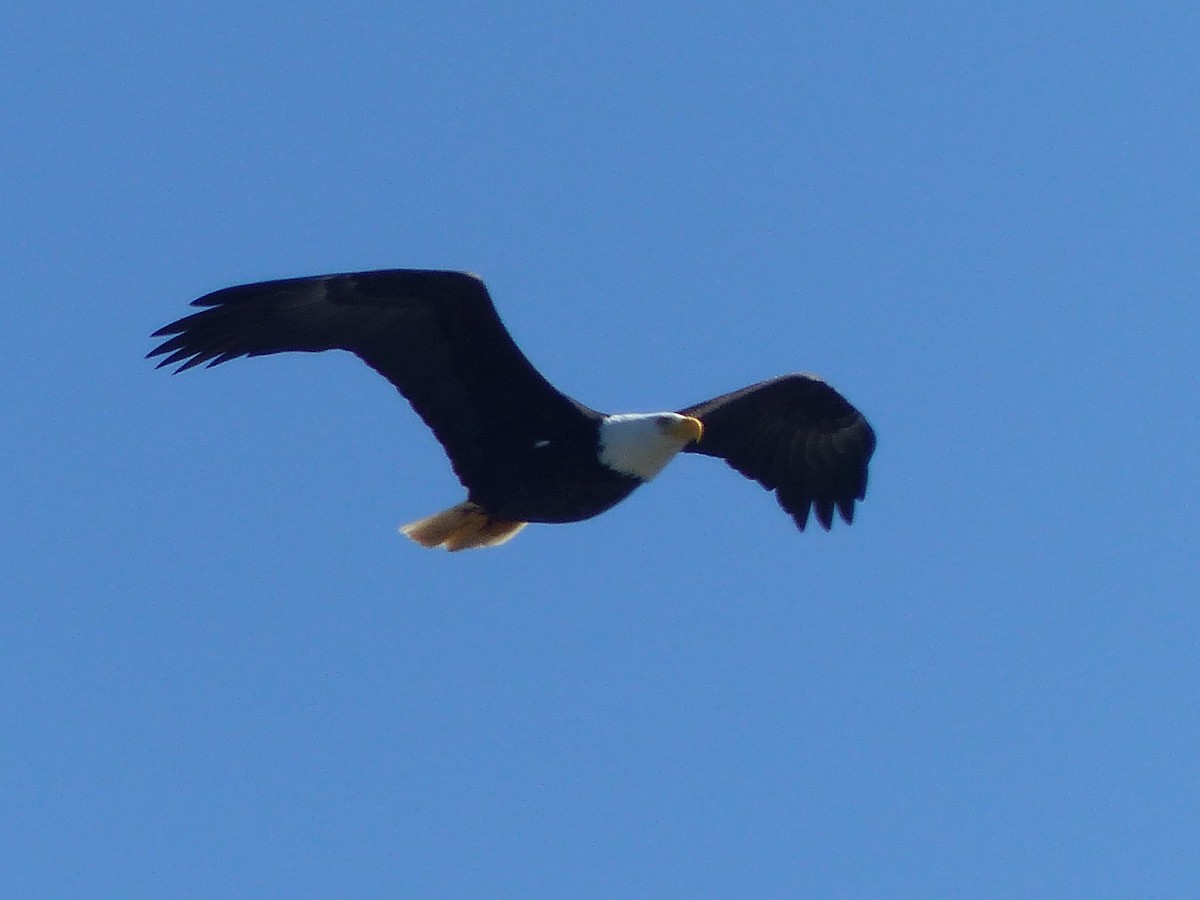 Weißkopf-Seeadler - ML620712653