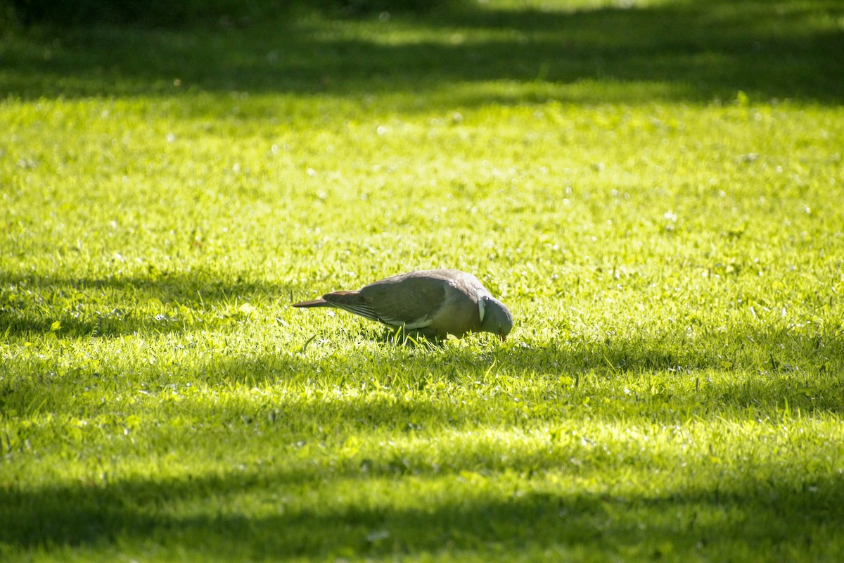 Common Wood-Pigeon - ML620712654