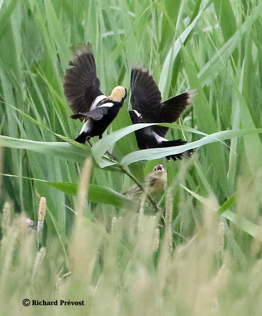 bobolink americký - ML620712656