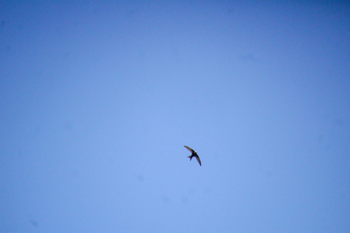 Common Swift - ML620712658