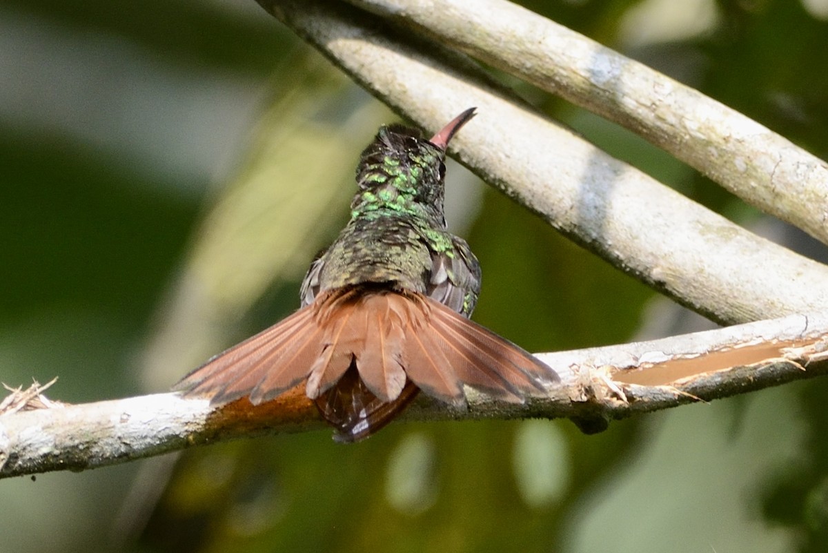 Rufous-tailed Hummingbird - ML620712659