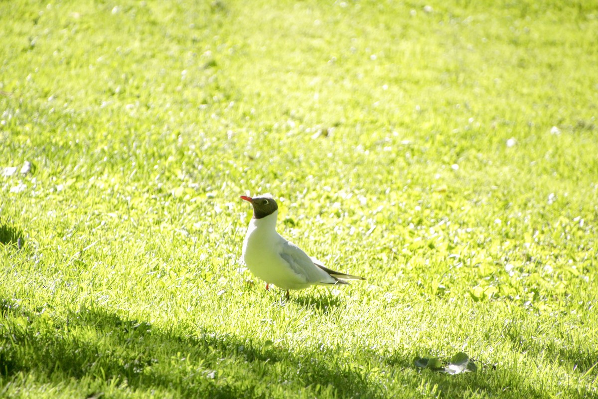 Black-headed Gull - ML620712662