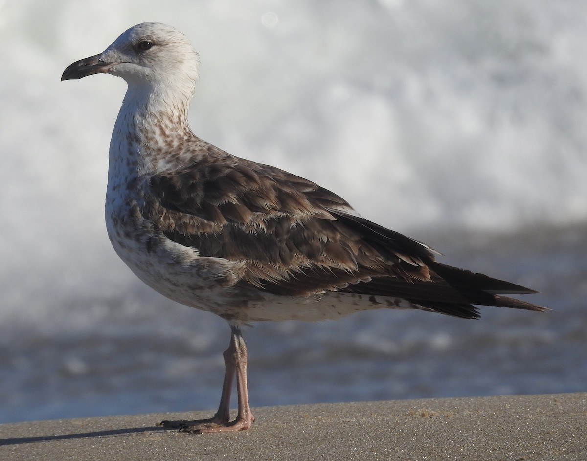 Lesser Black-backed Gull - ML620712663