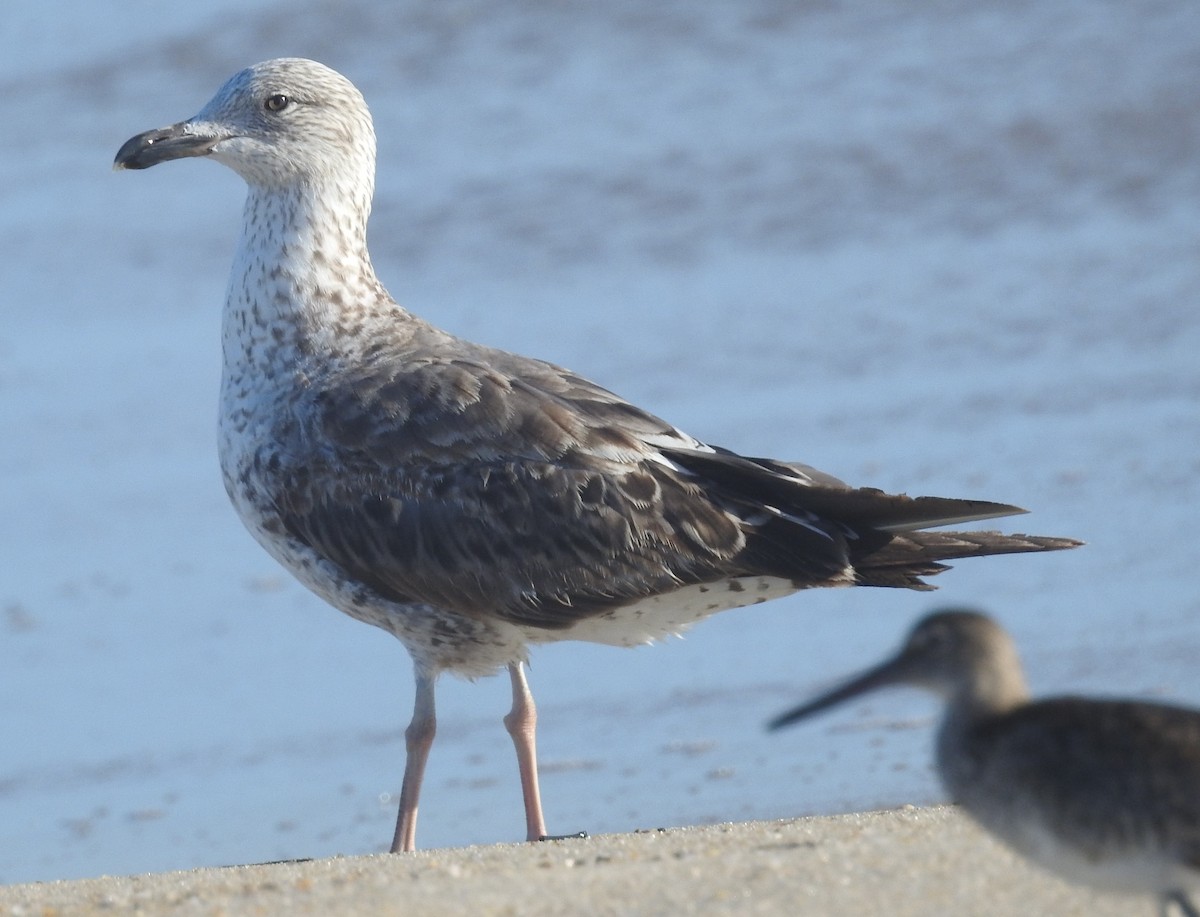 Lesser Black-backed Gull - ML620712664