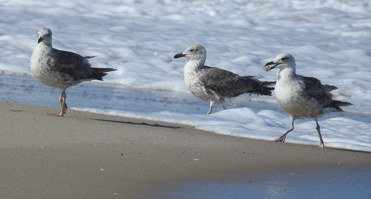 Lesser Black-backed Gull - ML620712666