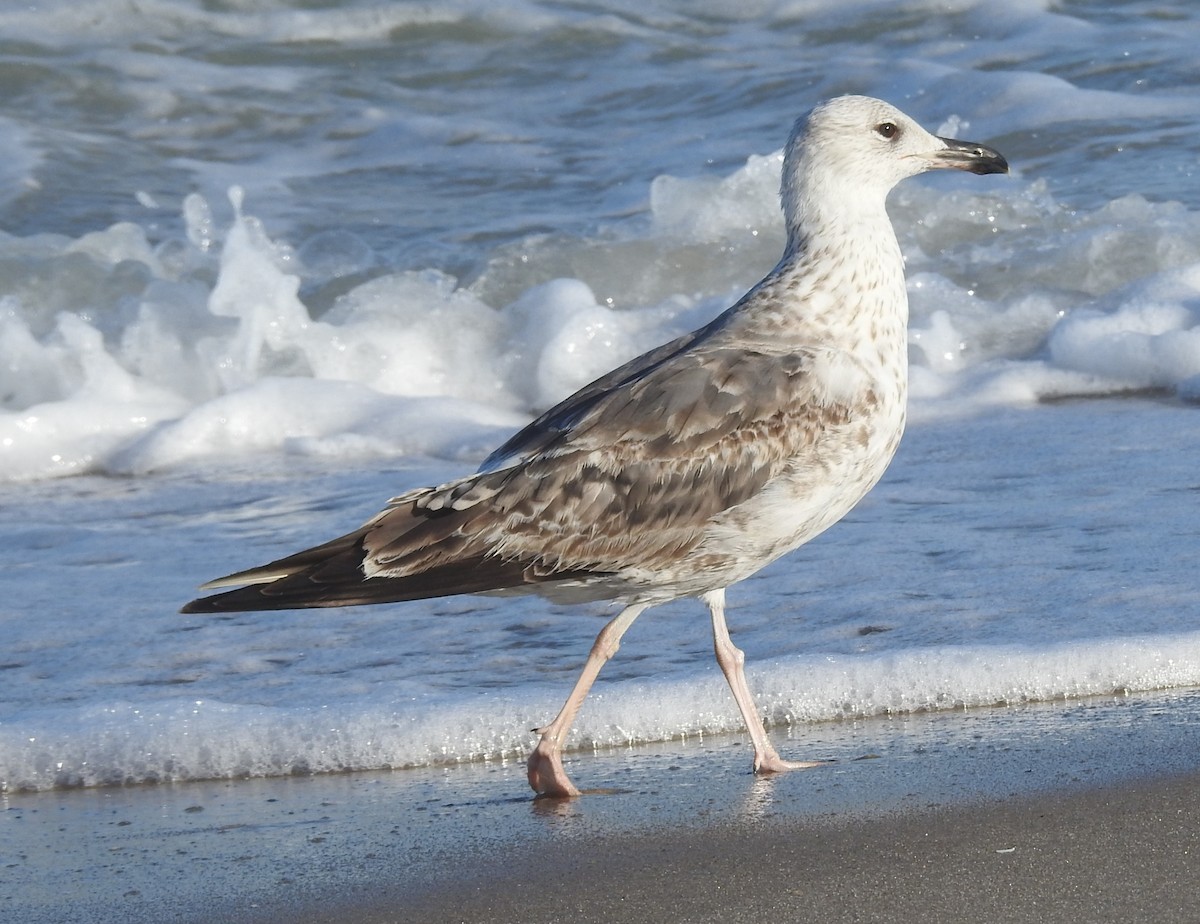 Lesser Black-backed Gull - ML620712668