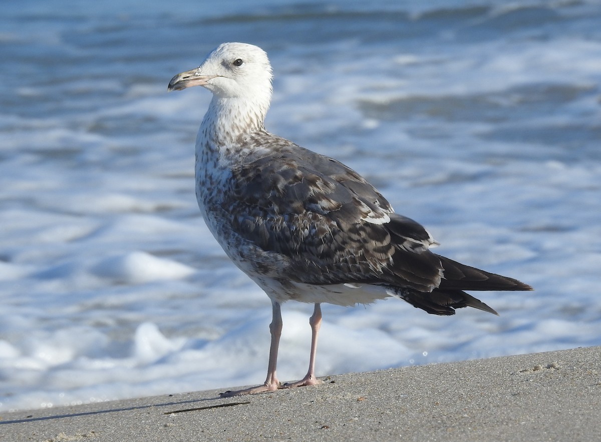 Lesser Black-backed Gull - ML620712669