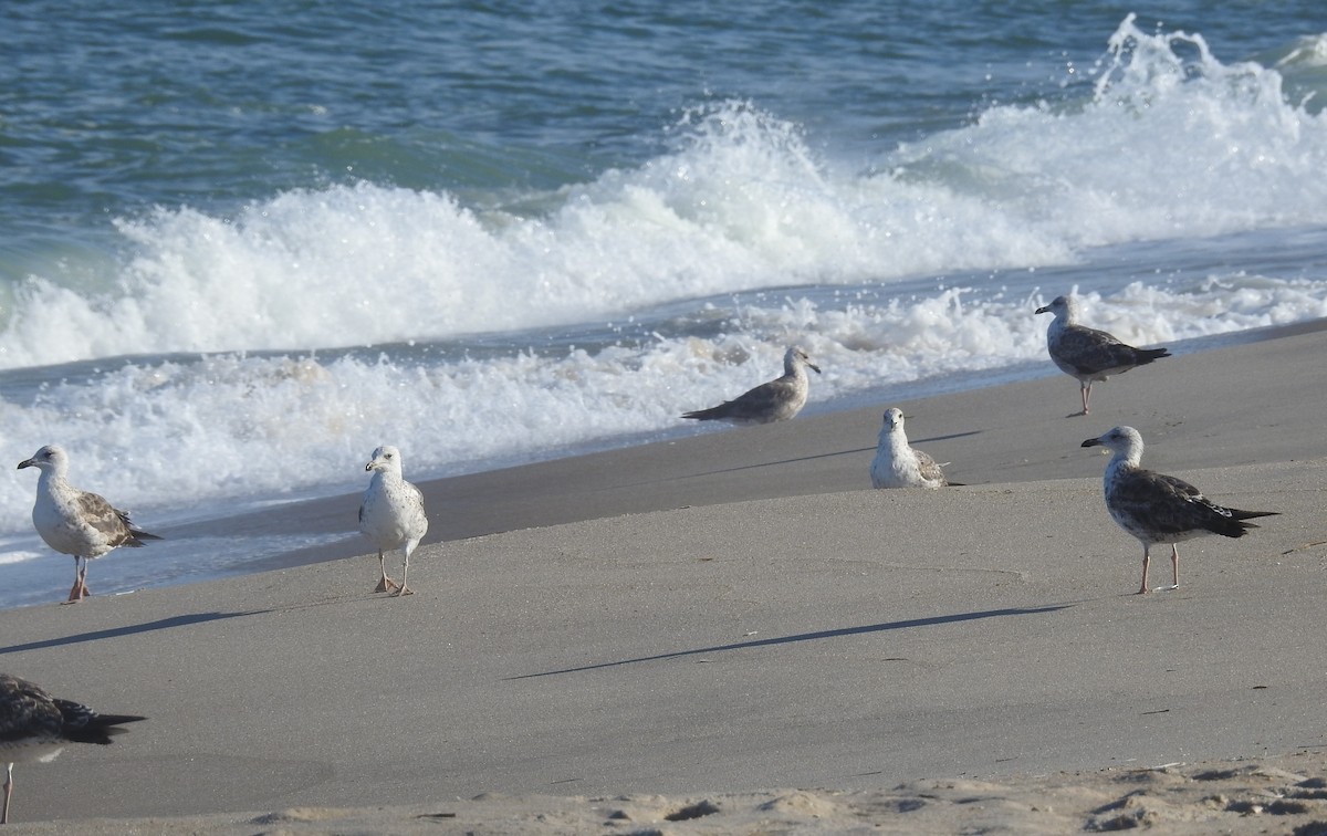 Lesser Black-backed Gull - ML620712670