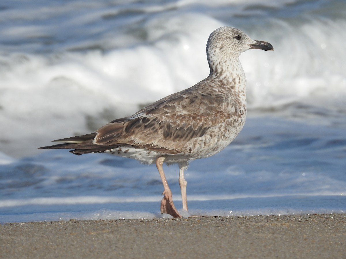 Lesser Black-backed Gull - ML620712672