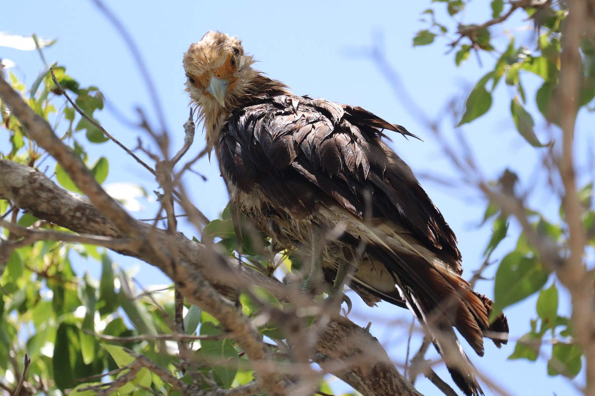 Caracara à tête jaune - ML620712679