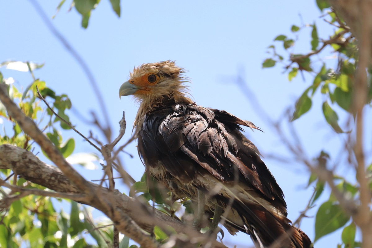 Caracara à tête jaune - ML620712680