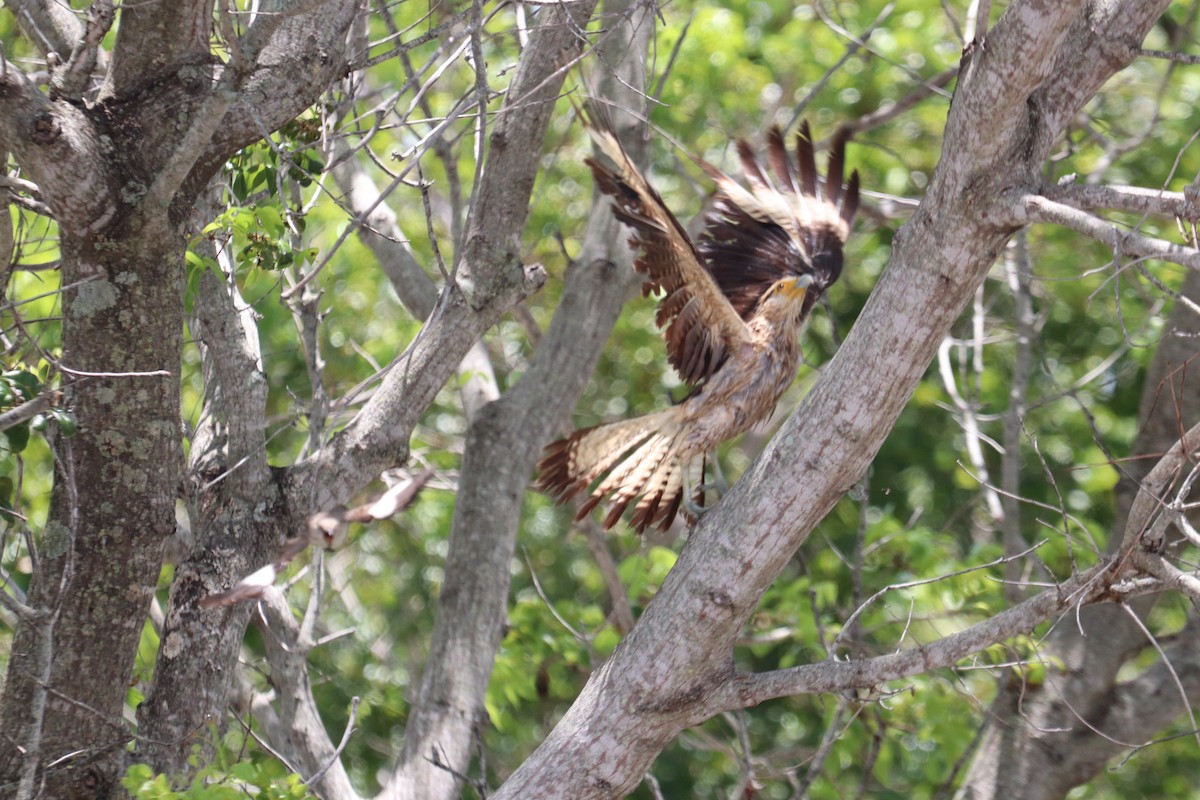 Caracara à tête jaune - ML620712682