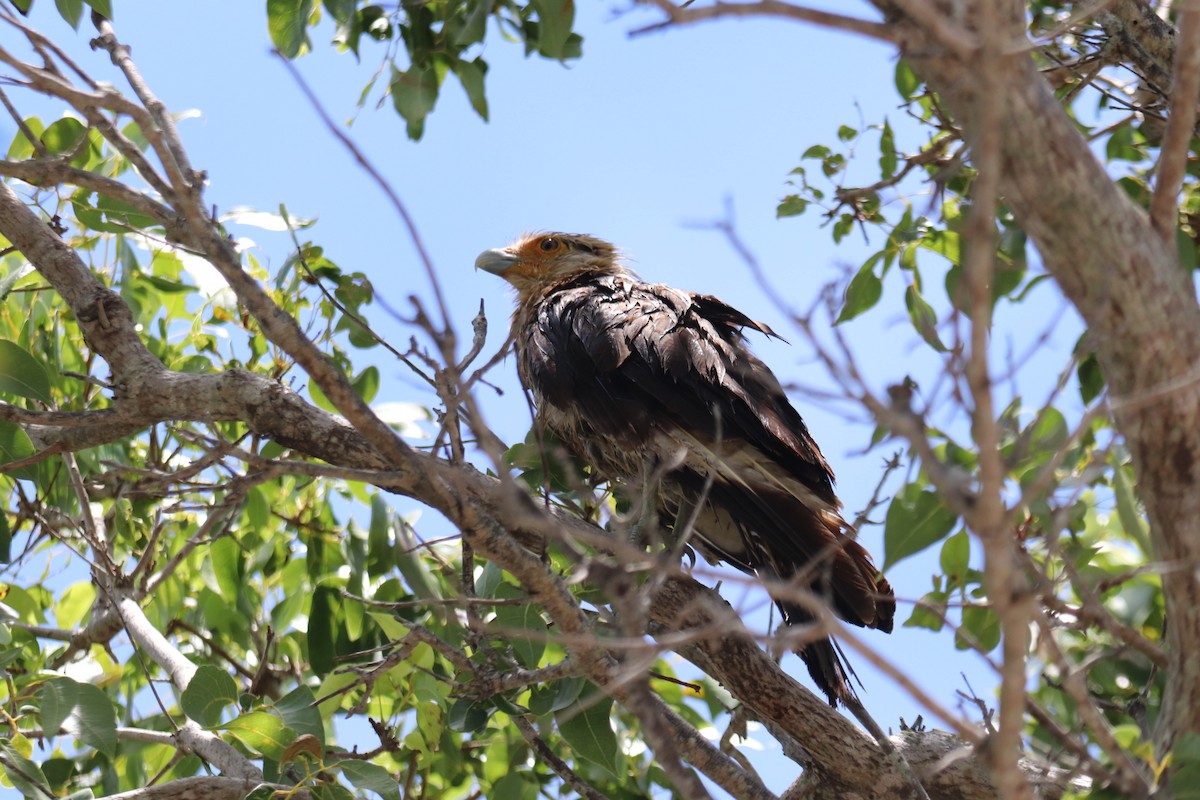 Yellow-headed Caracara - ML620712683