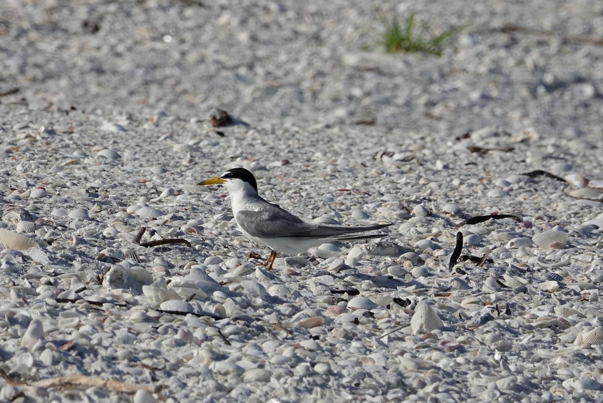 Least Tern - ML620712684