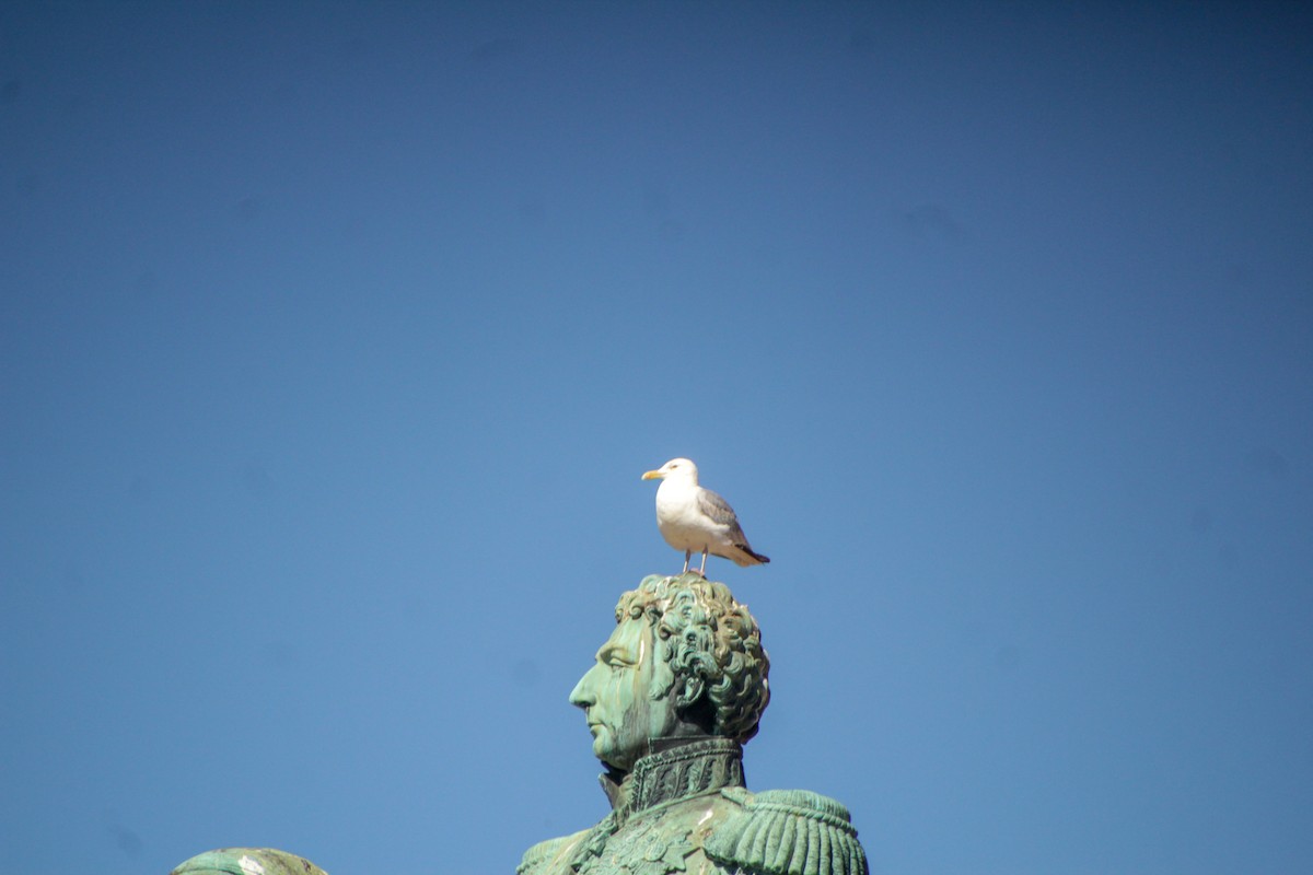 Herring Gull - Guillaume Calcagni