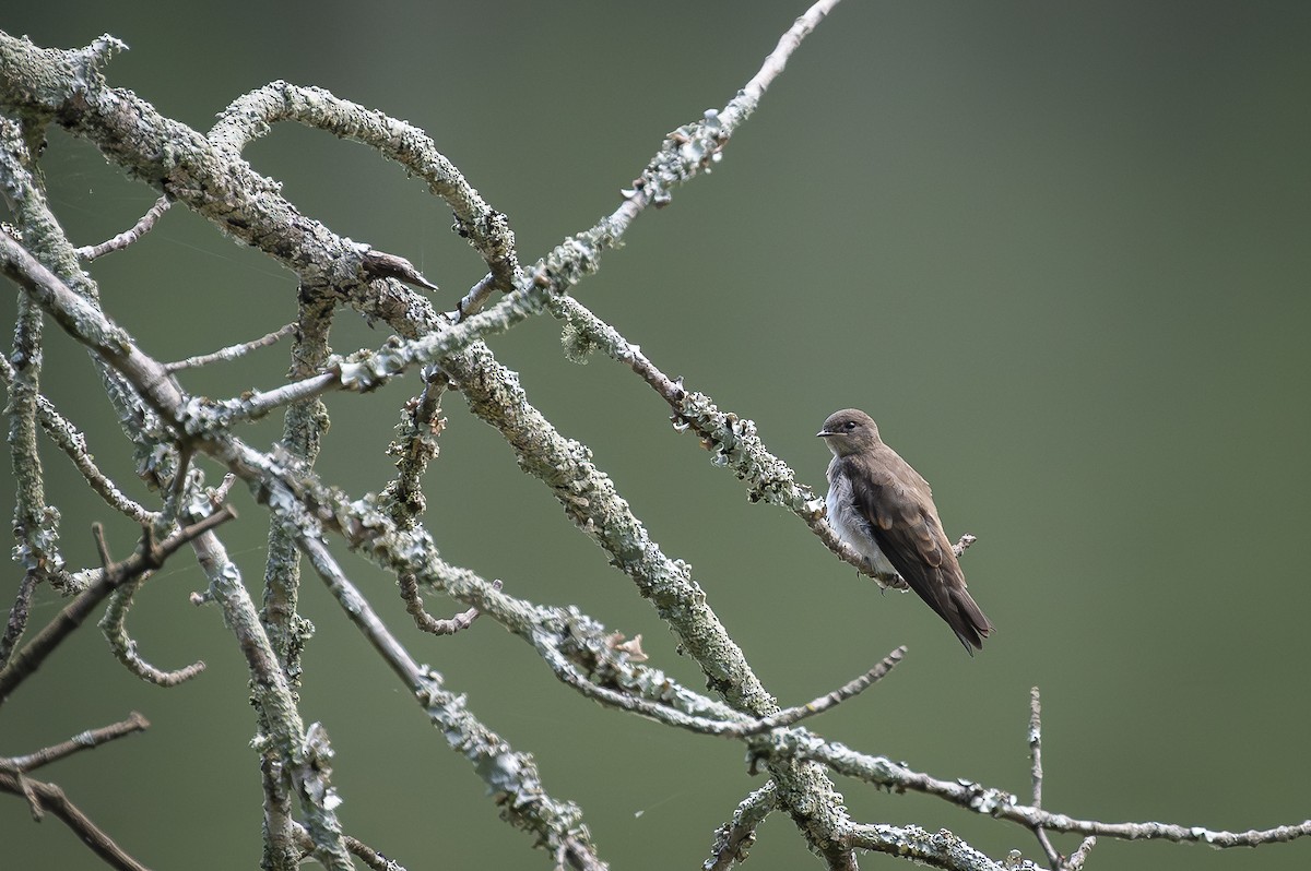 Golondrina Aserrada - ML620712686