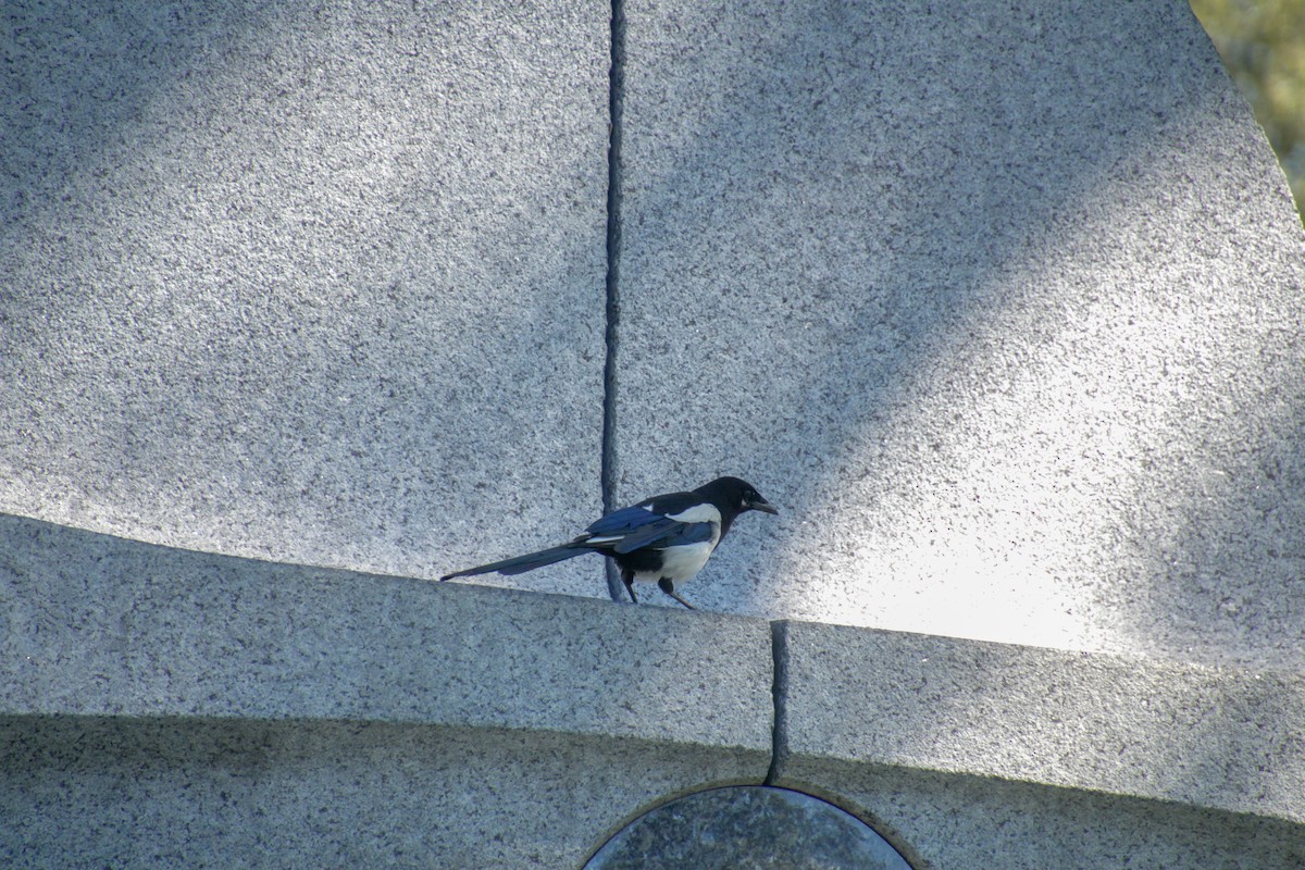 Eurasian Magpie - ML620712687