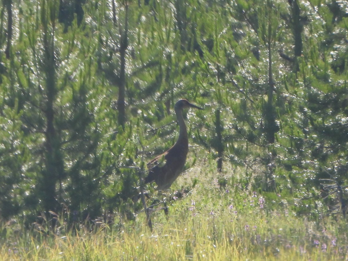 Sandhill Crane - ML620712694