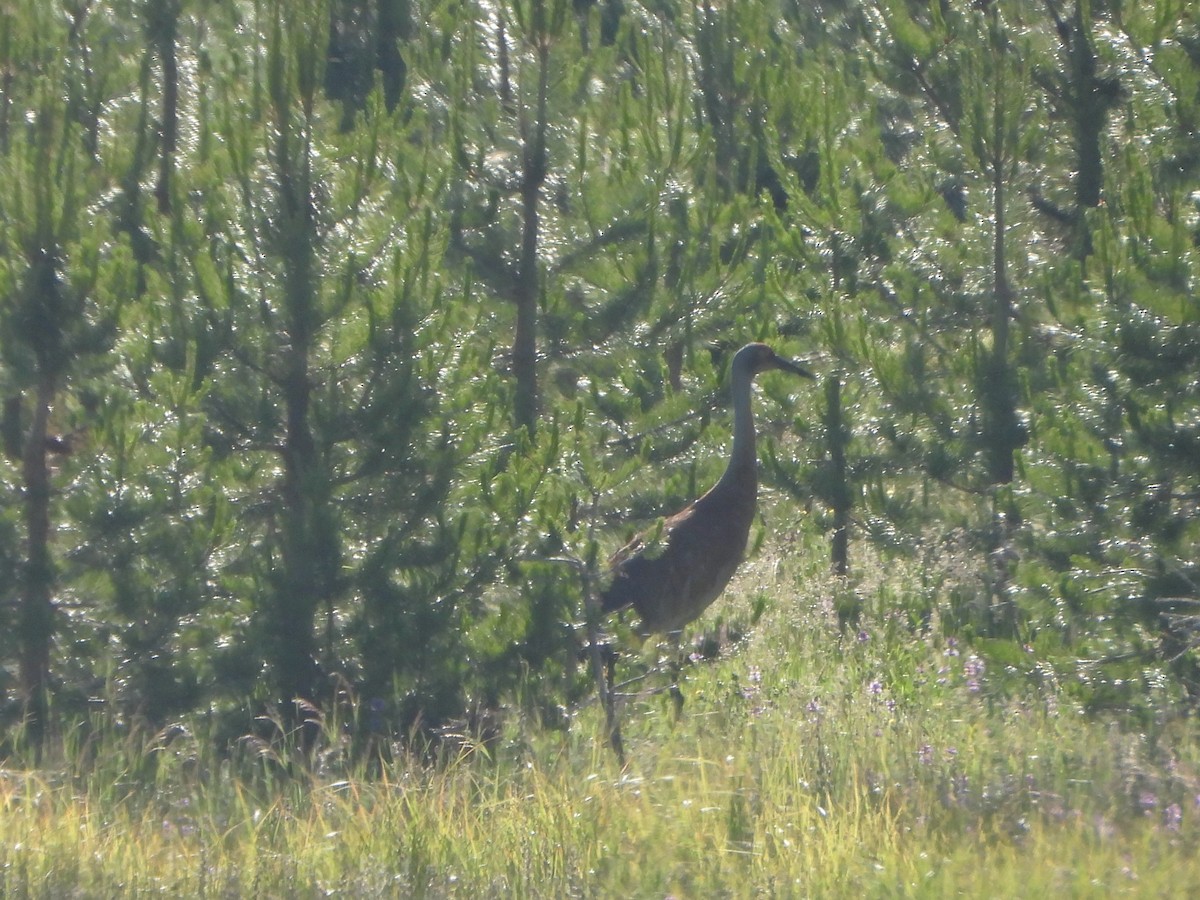 Sandhill Crane - ML620712695