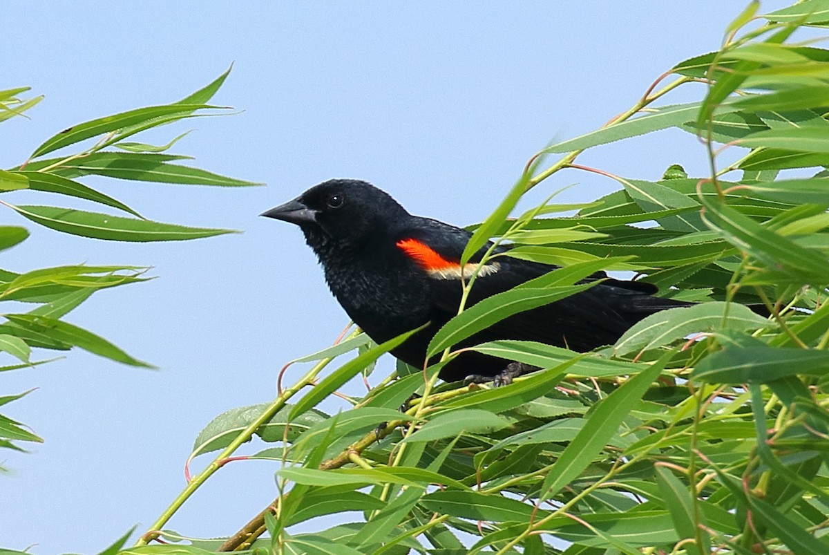 Red-winged Blackbird - ML620712696