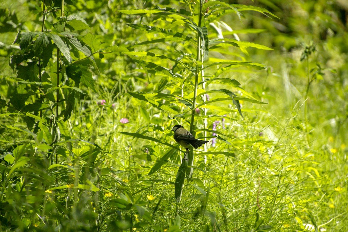 Great Tit - ML620712697