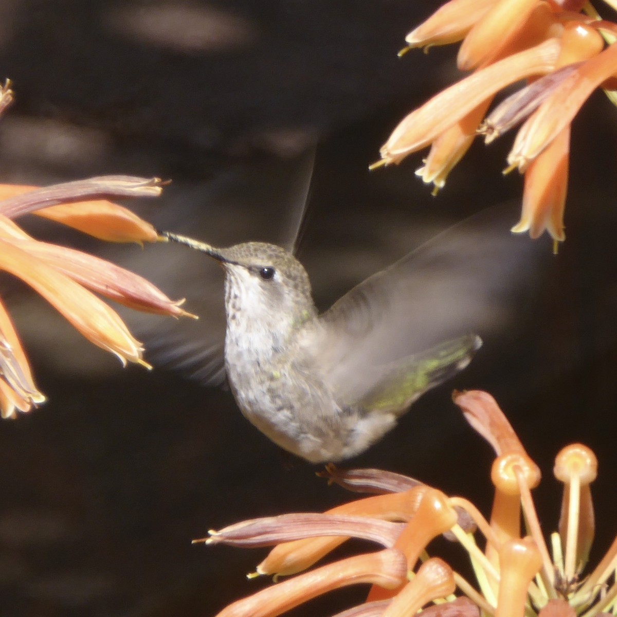 Anna's Hummingbird - ML620712698