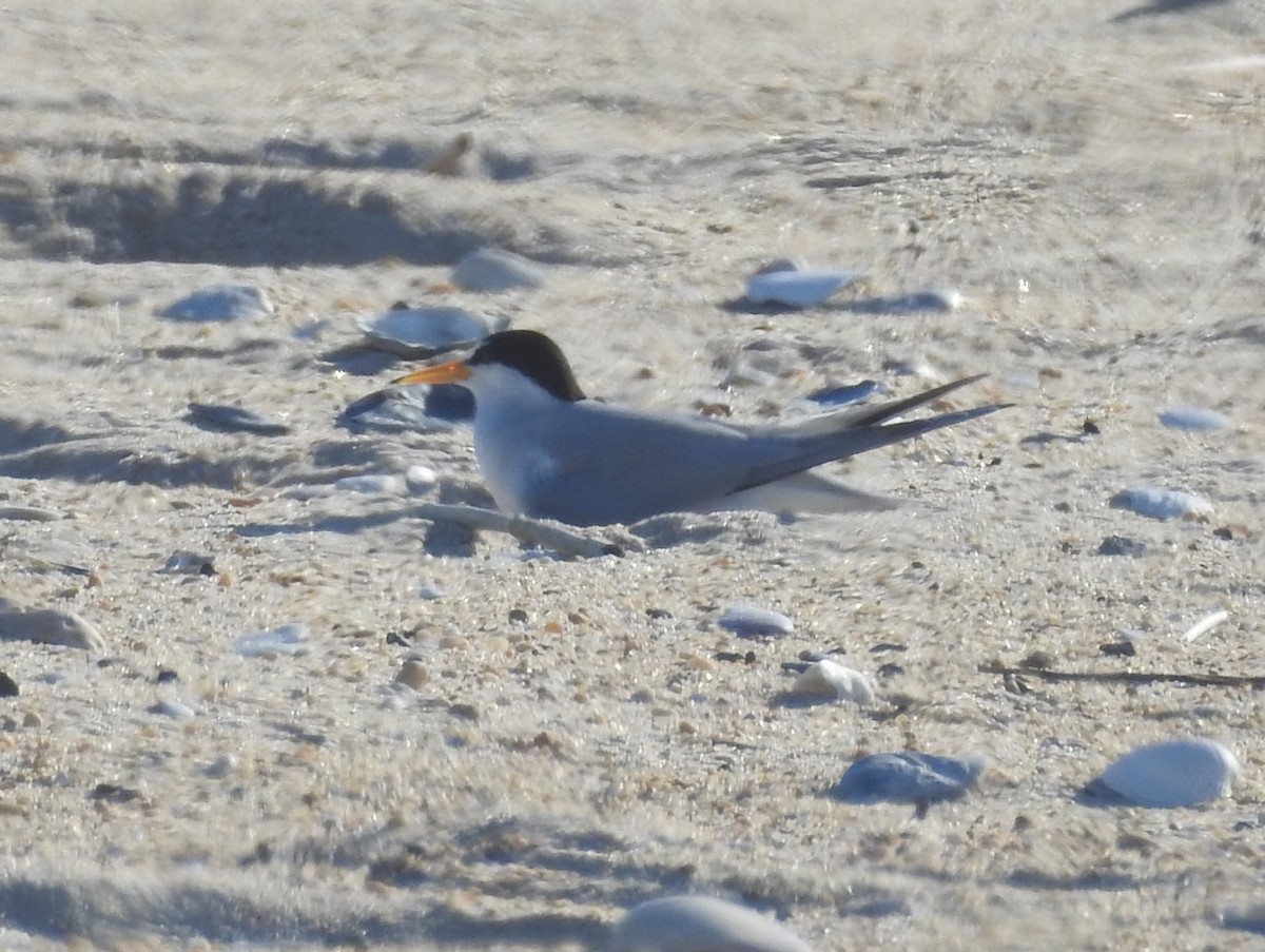 Least Tern - ML620712701