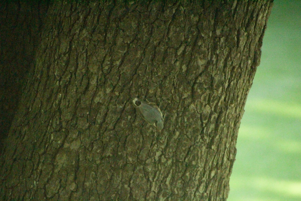 Eurasian Nuthatch - ML620712705