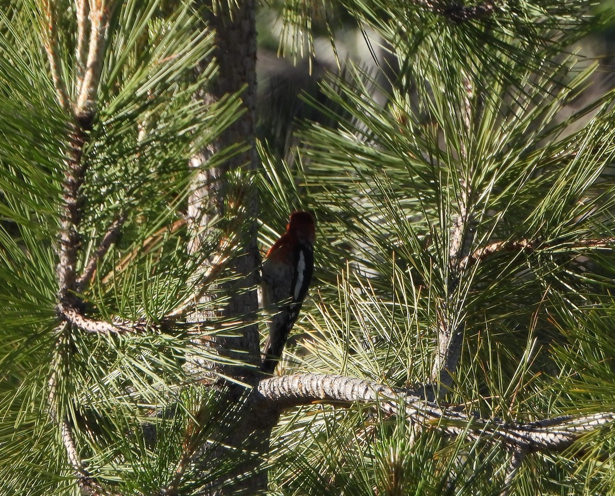 Red-breasted Sapsucker - ML620712708