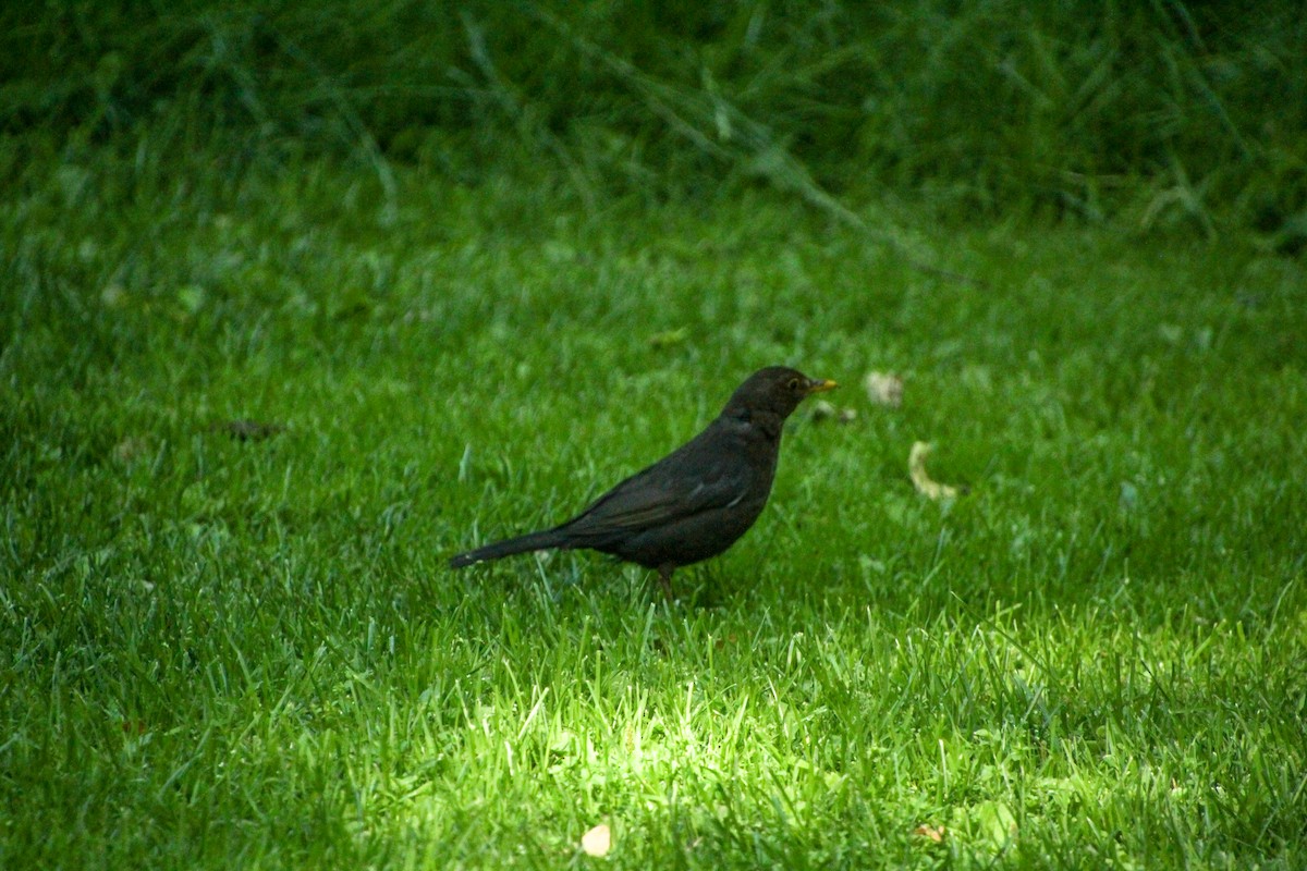 Eurasian Blackbird - ML620712709