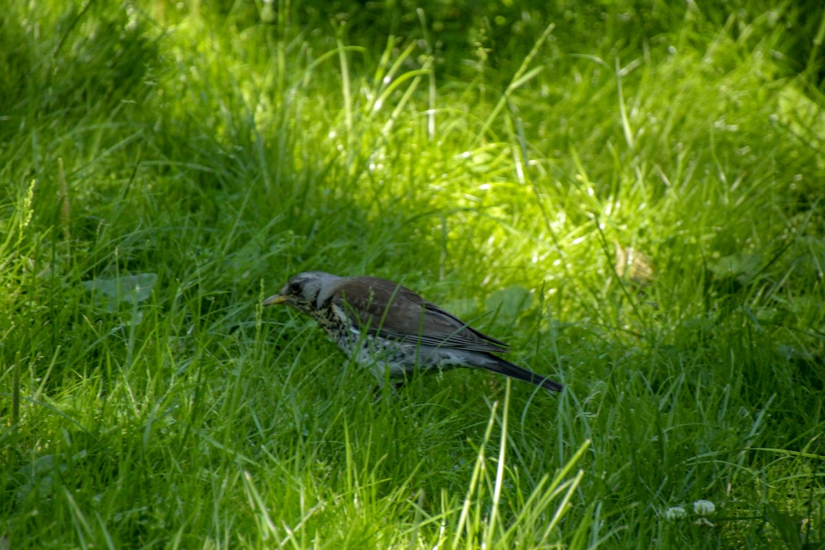 Fieldfare - ML620712716