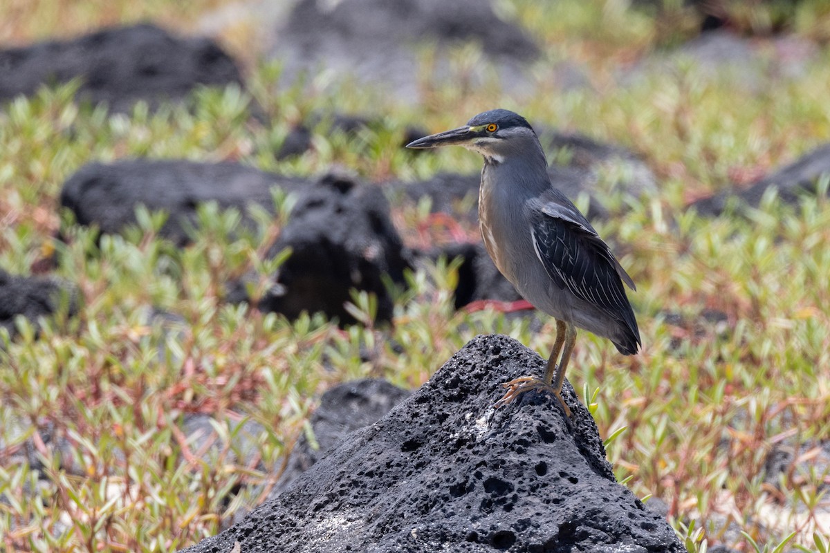 Striated Heron (Galapagos) - ML620712717