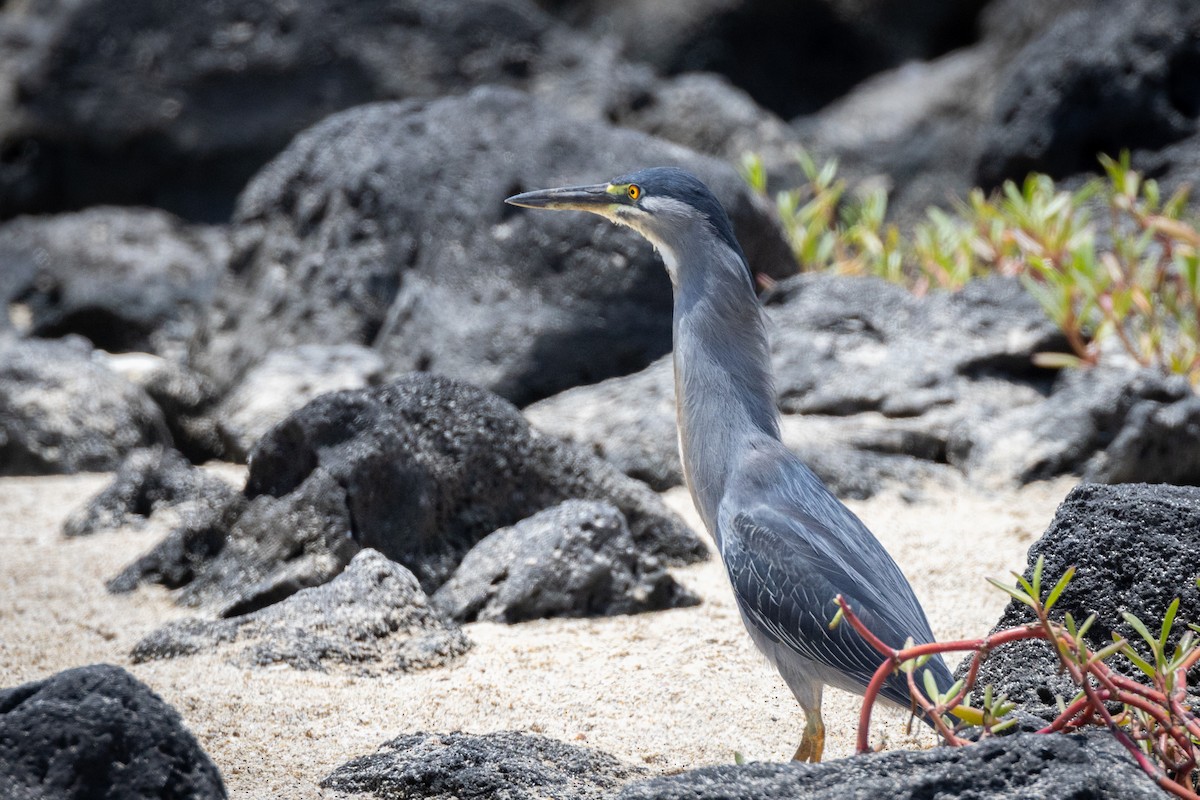 Striated Heron (Galapagos) - ML620712718