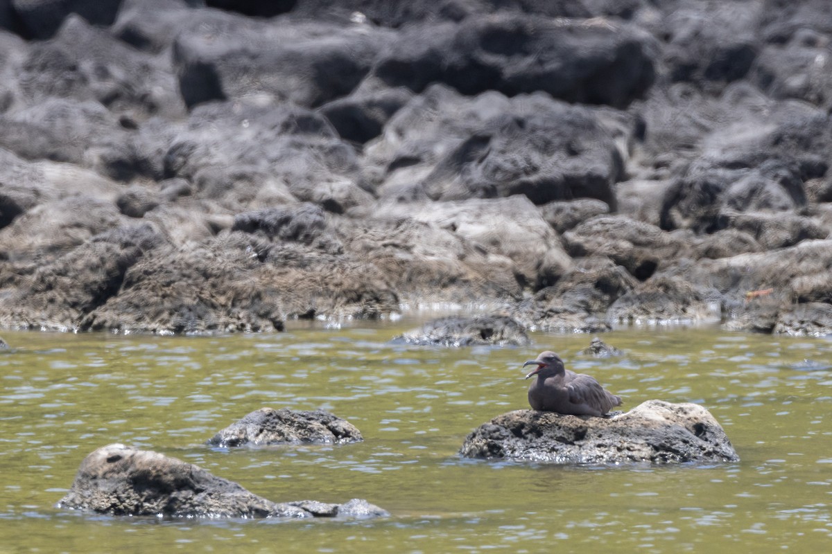 Mouette obscure - ML620712722