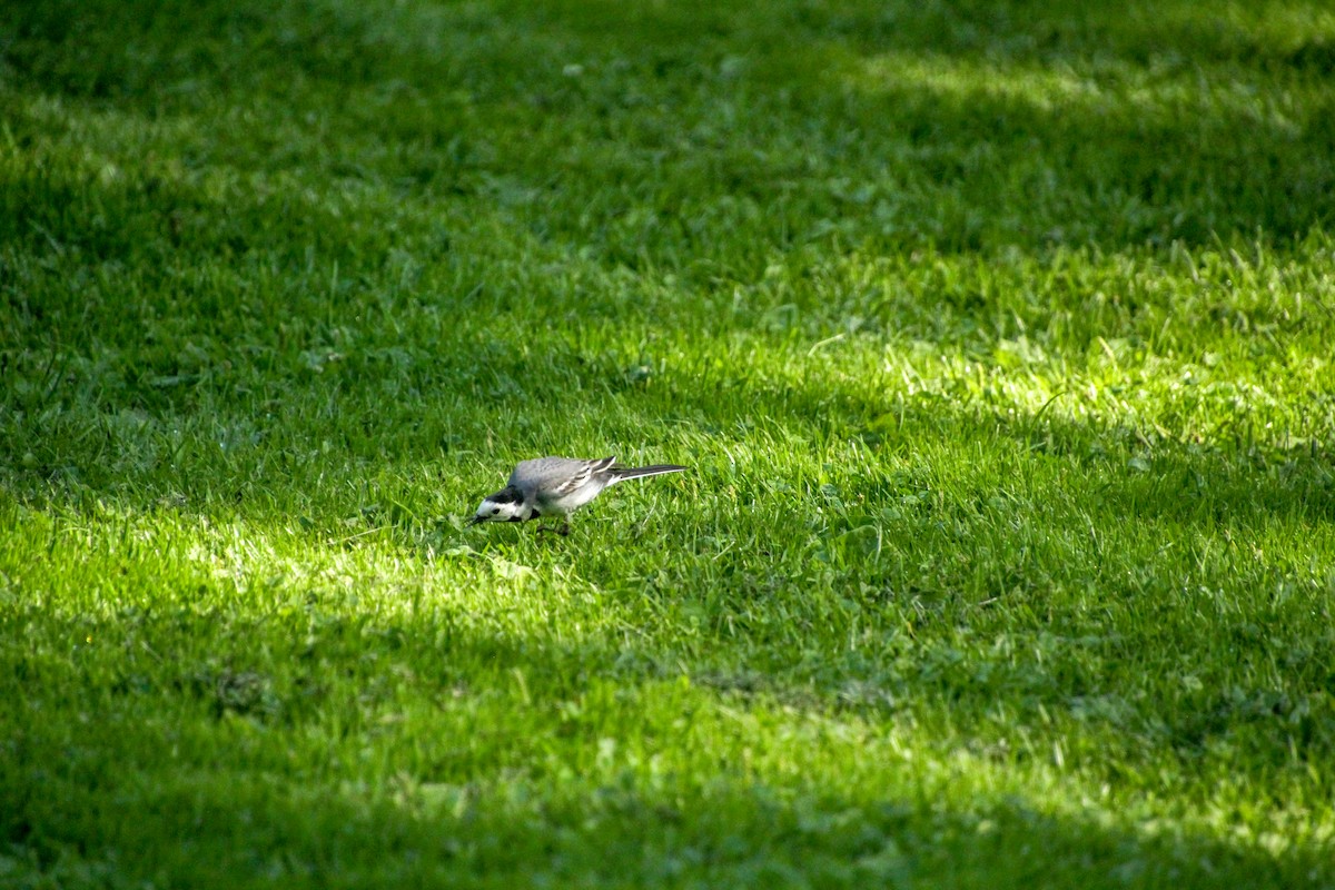 White Wagtail - ML620712725