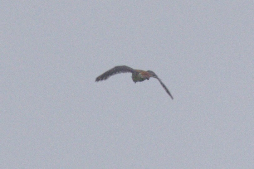 American Kestrel - ML620712729