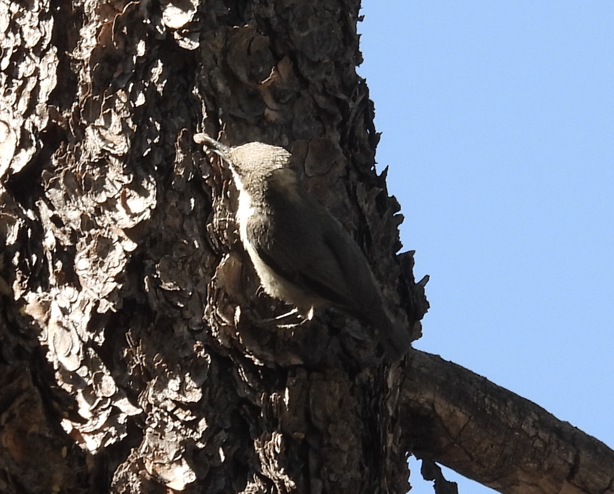 Pygmy Nuthatch - ML620712732