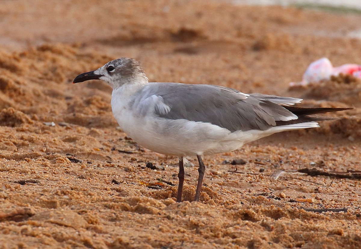 Mouette atricille - ML620712733