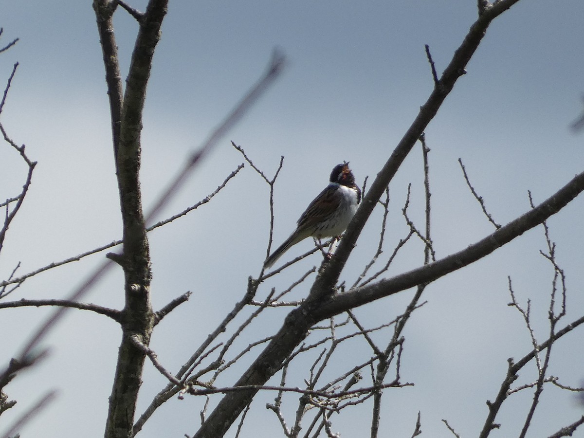 Reed Bunting - ML620712736