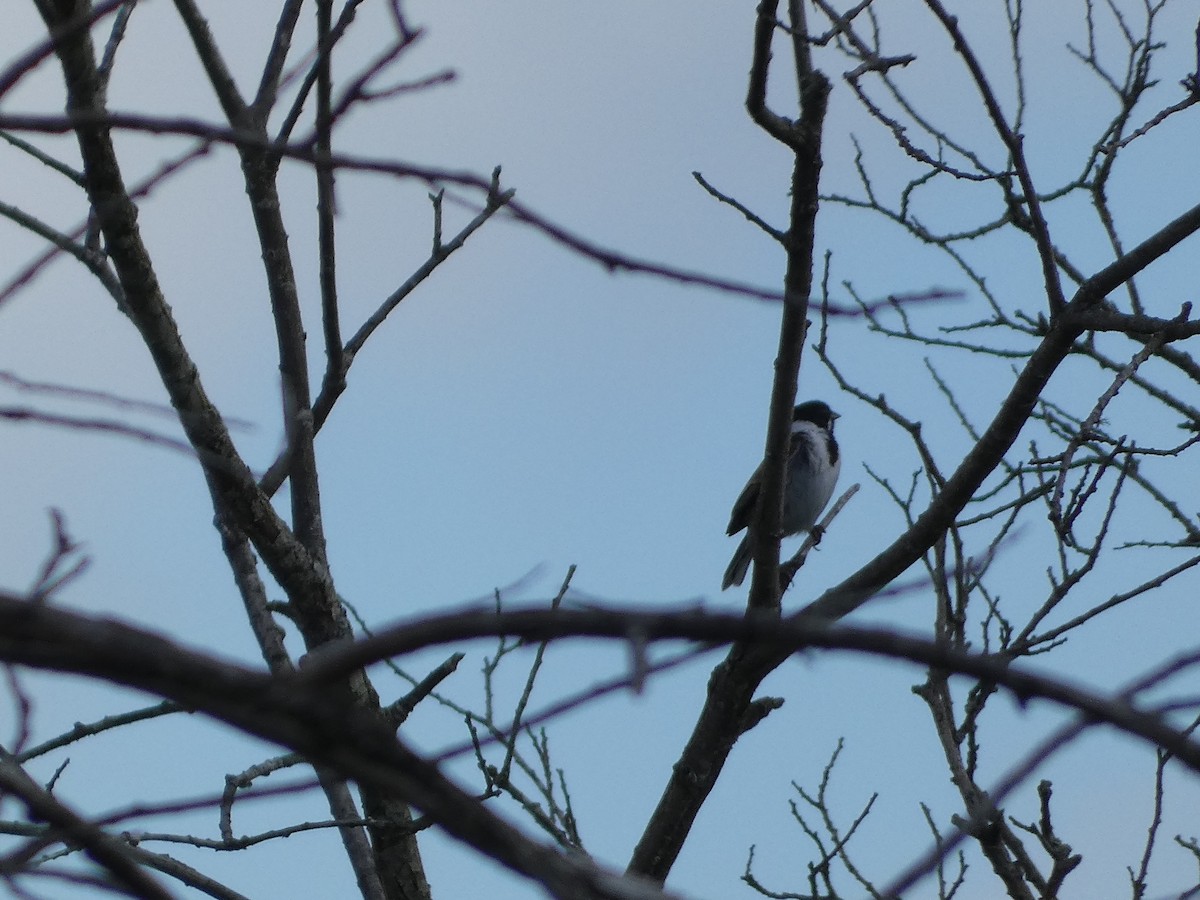 Reed Bunting - Mike Tuer