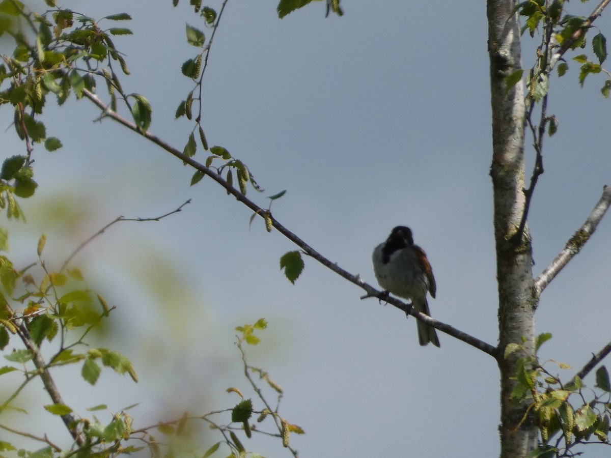 Reed Bunting - ML620712738