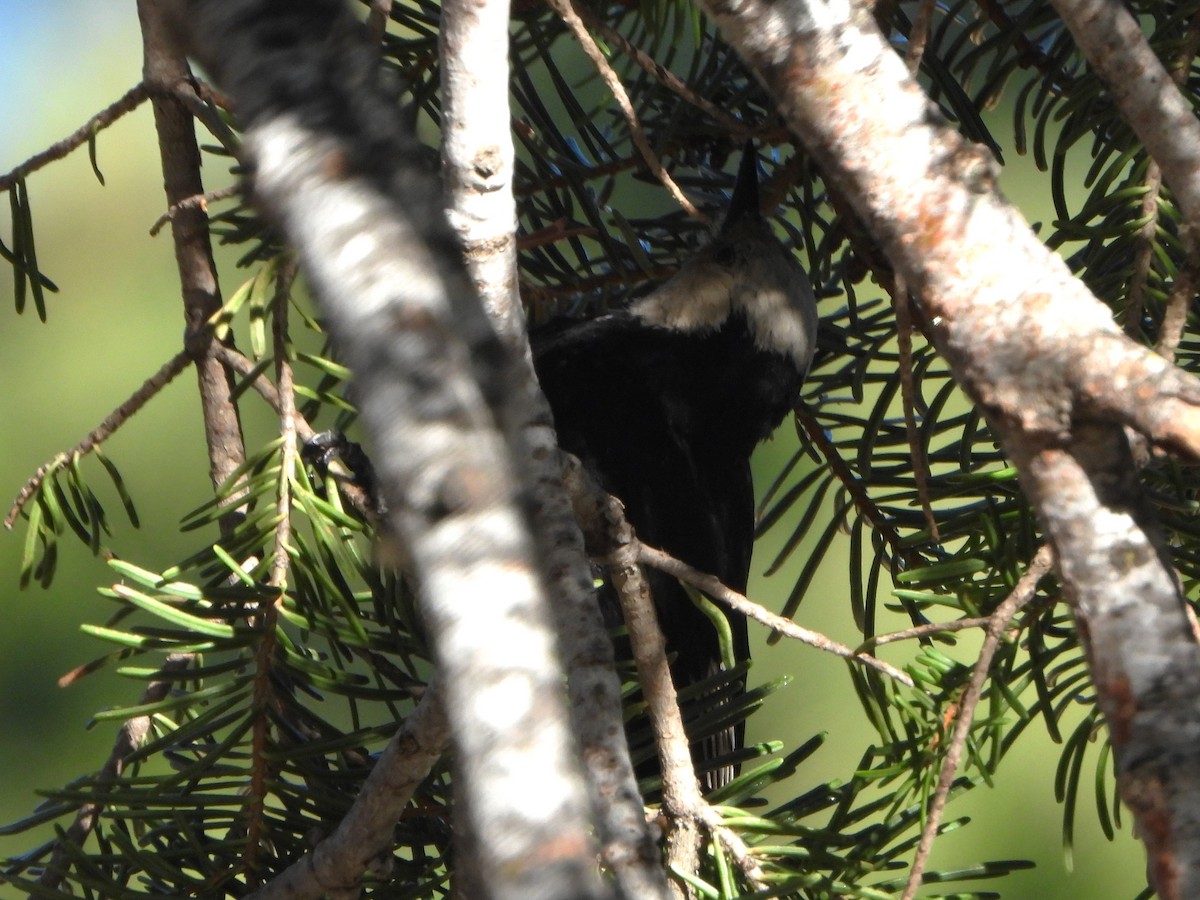 White-headed Woodpecker - ML620712741