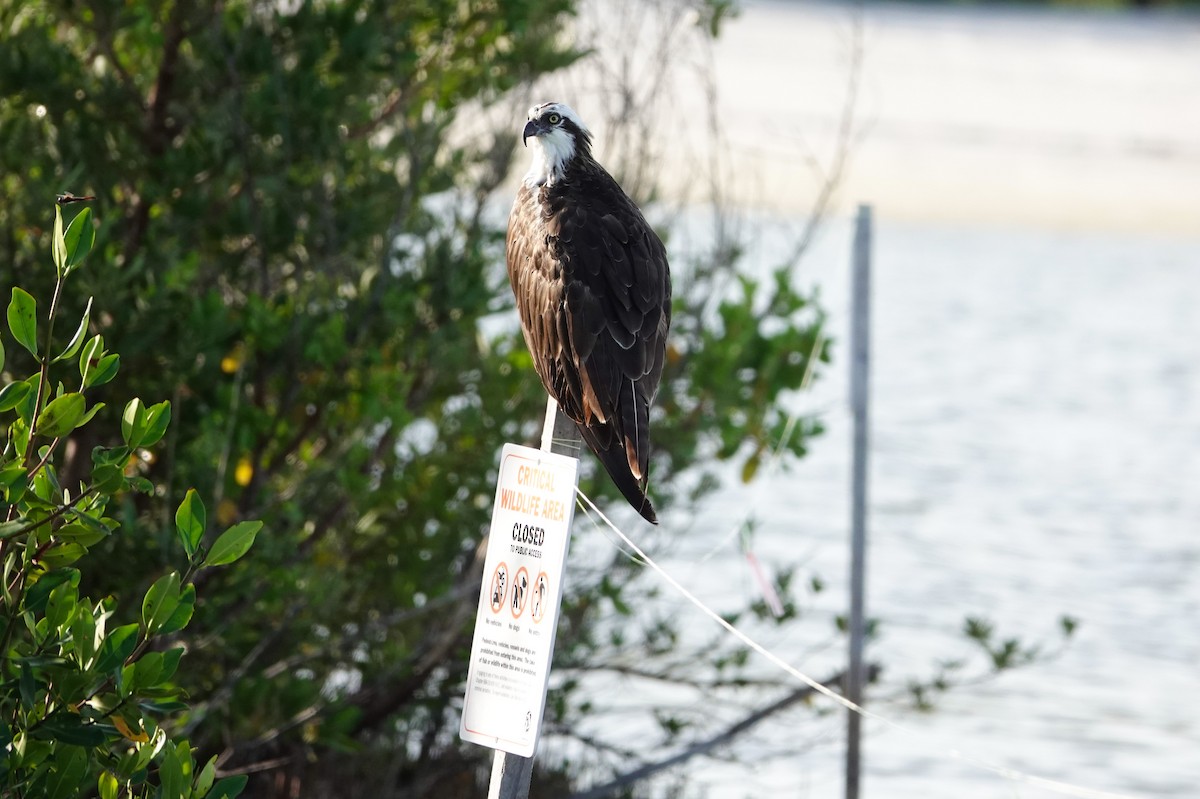 Águila Pescadora - ML620712742